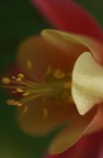 Alex Lisun Flowers